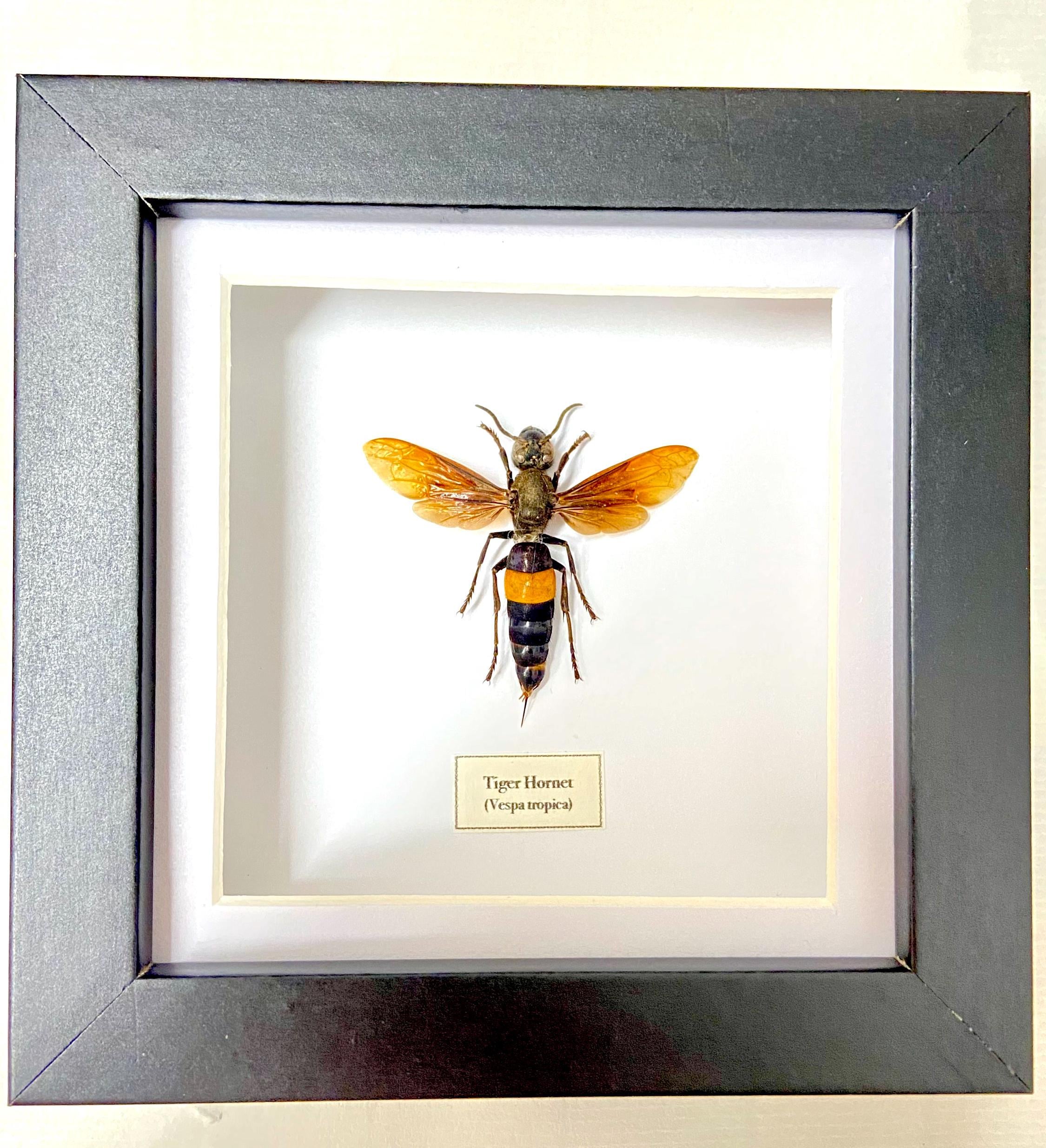 Tiger Hornet (vespa Tropica) Real Framed Specimen. Wasp. Hornet