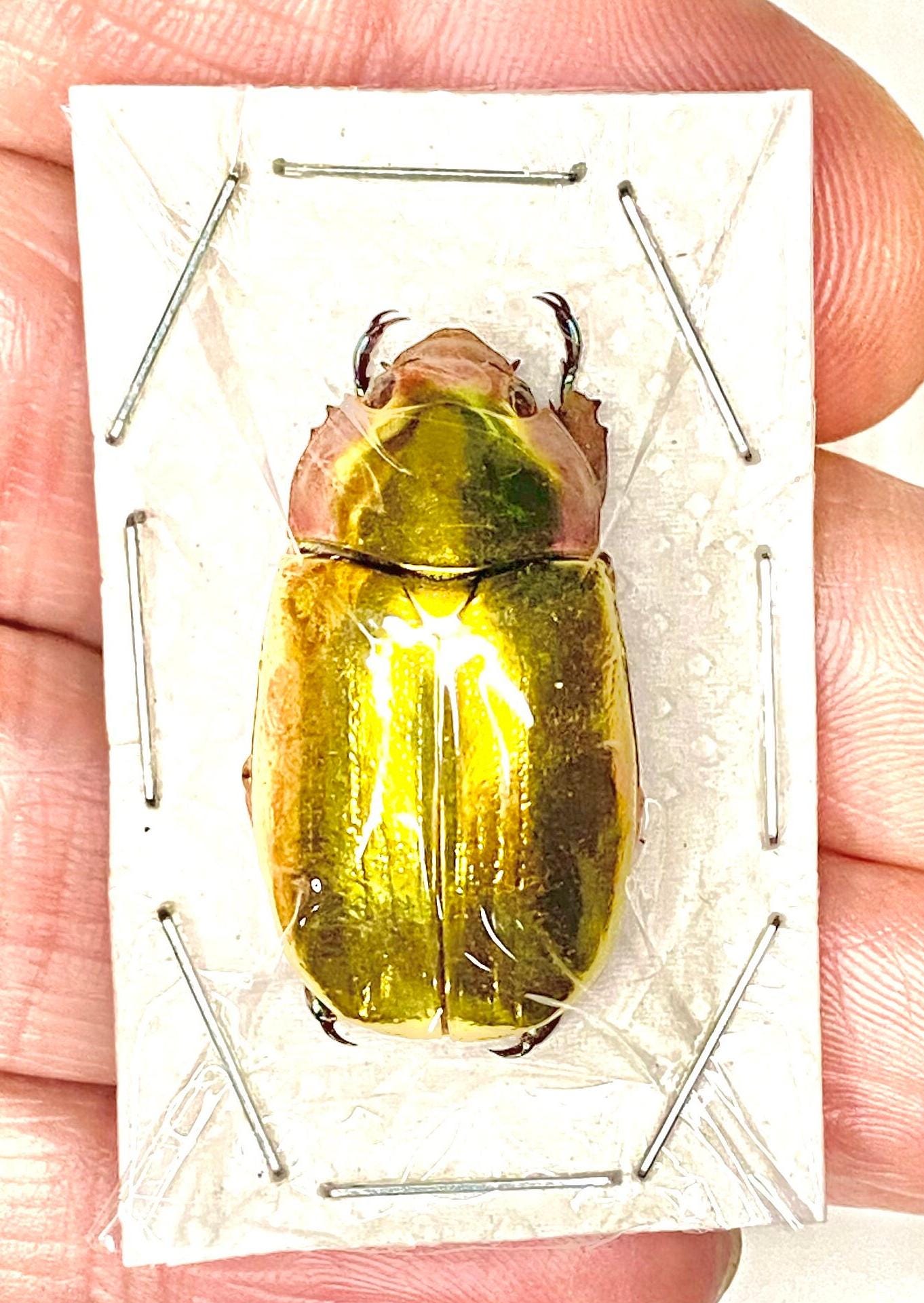 Golden Scarab (chrysina Aurogans) Gold Beetle. Scarab Beetle. Real