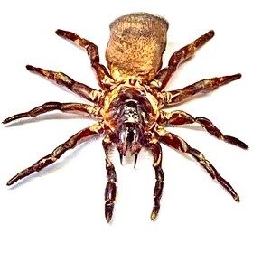 Spider. Cyclocosmia ricketti. Real specimen. image 4