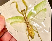 カマキリの大型メス標本のみ。 - Etsy 日本