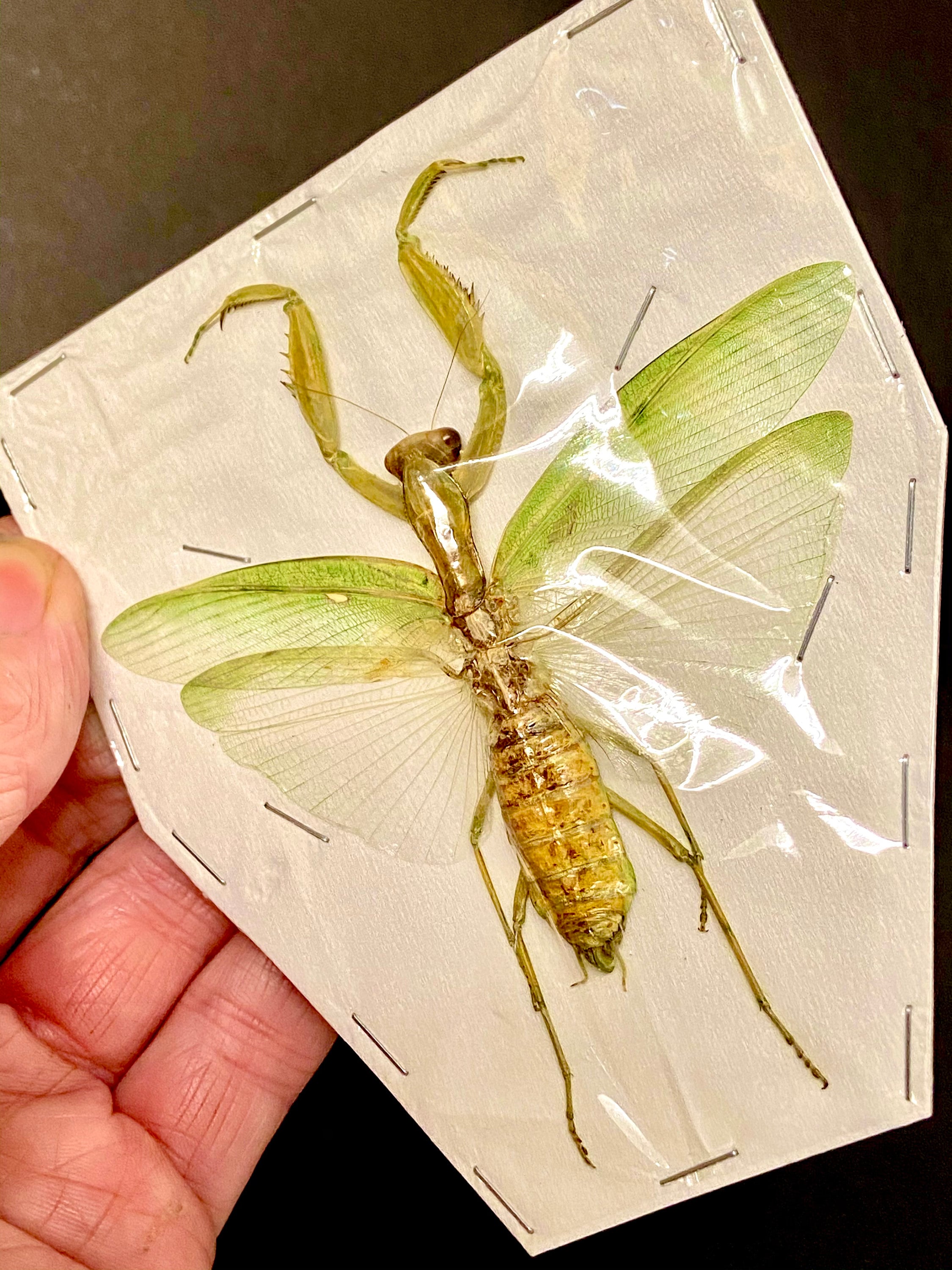 アザミカマキリ雌　立体標本 カマキリの大型メス標本のみ。 - Etsy 日本