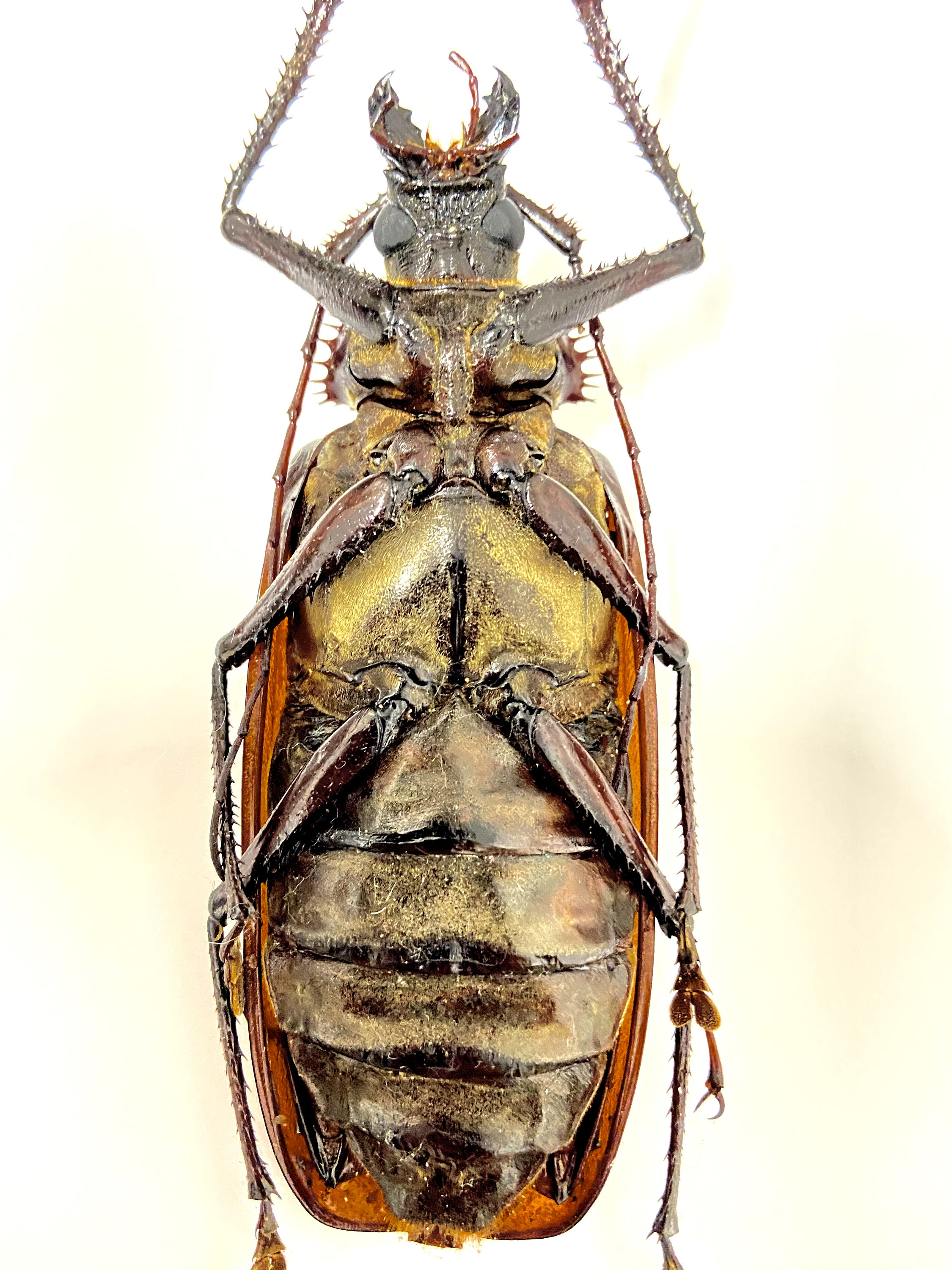 巨大なカミキリムシ（Xixuthrus sp）の実物標本。甲虫。美しい昆虫