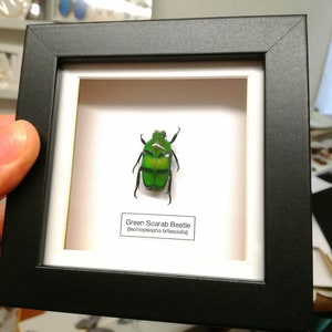 Könnte beinhalten: Ein gerahmter grüner Scarabäus, *Ischiopsopha bifasciata*, in einem schwarzen Rahmen mit einem weißen Passepartout. Das Etikett lautet "Green Scarab Beetle (Ischiopsopha bifasciata)".