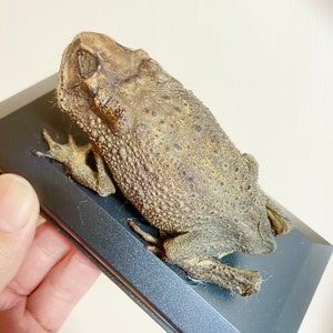 May include: A preserved toad mounted on a black display stand. The toad is brown and has a bumpy texture.