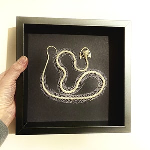 Snake Skeleton Frame. Real Snake skeleton framed. Serpent. Python. Snake.taxidermy. Bones. Goth. Macabre. Insectsofbeauty. Insect sale