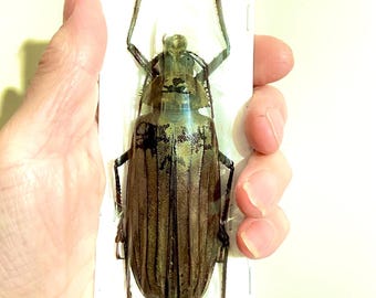 巨大なカミキリムシ（Xixuthrus sp）の実物標本。甲虫。美しい昆虫