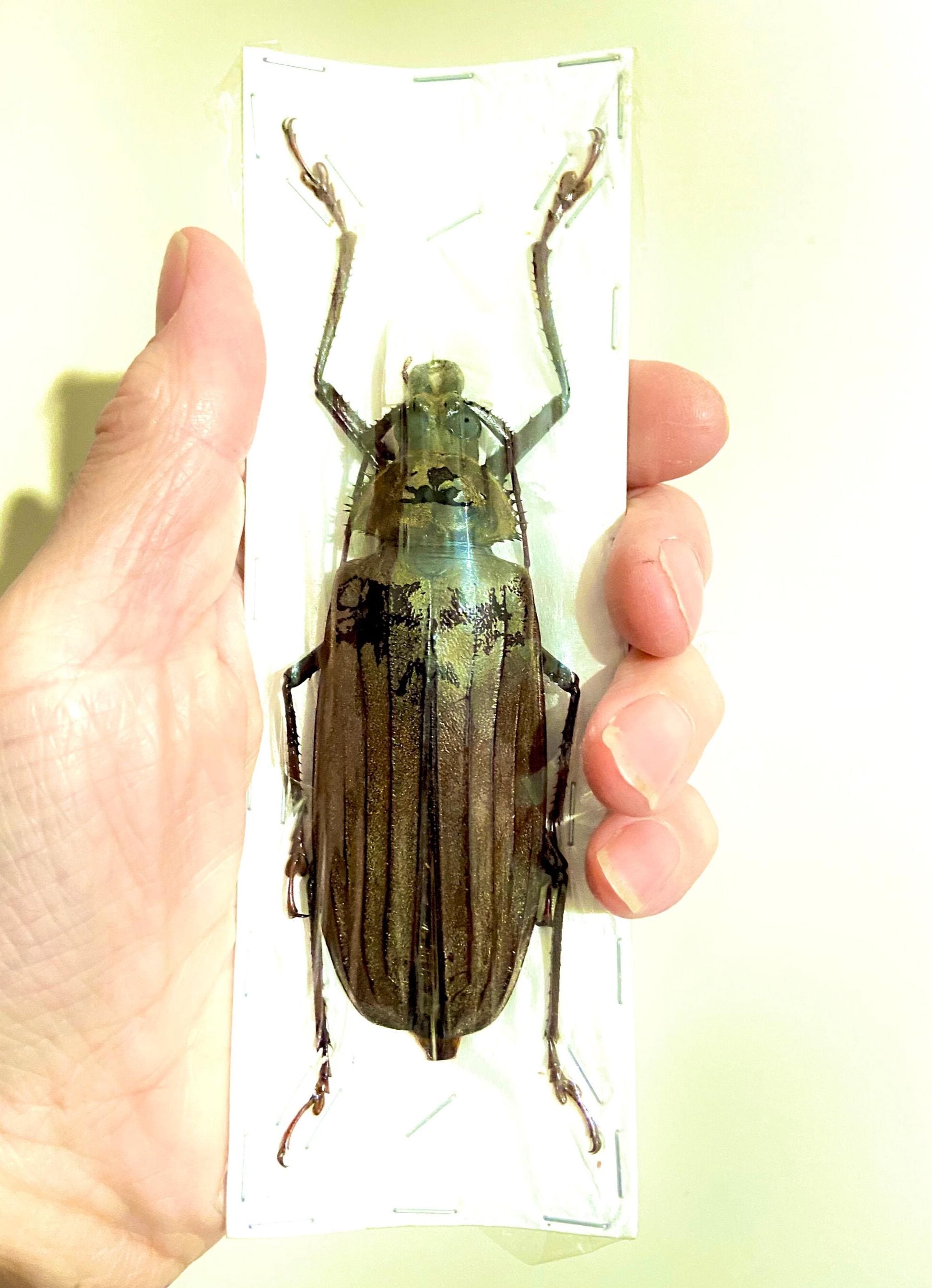 巨大なカミキリムシ（Xixuthrus sp）の実物標本。甲虫。美しい昆虫