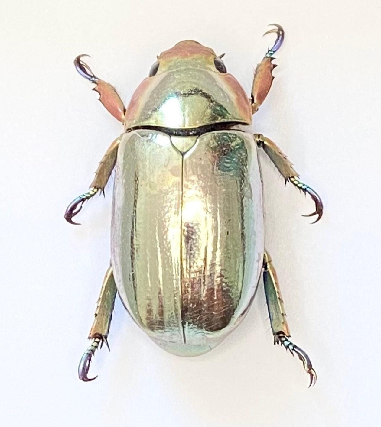 Silver Scarab (chrysina Chrysargirea) Specimen Only. Plusiotis