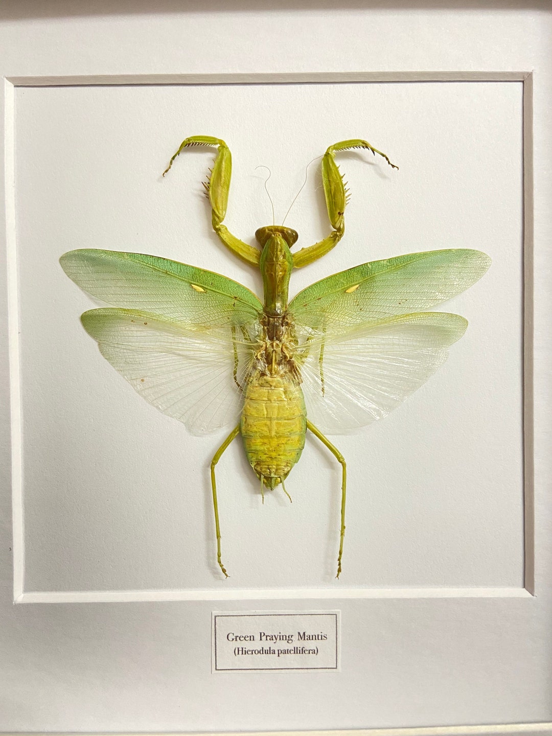 緑色のカマキリ（Hierodula venosa）の実物標本を額装。額装された昆虫