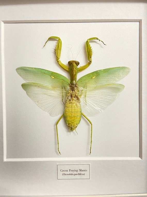Green Praying Mantis (hierodula Venosa) Real Specimen Framed