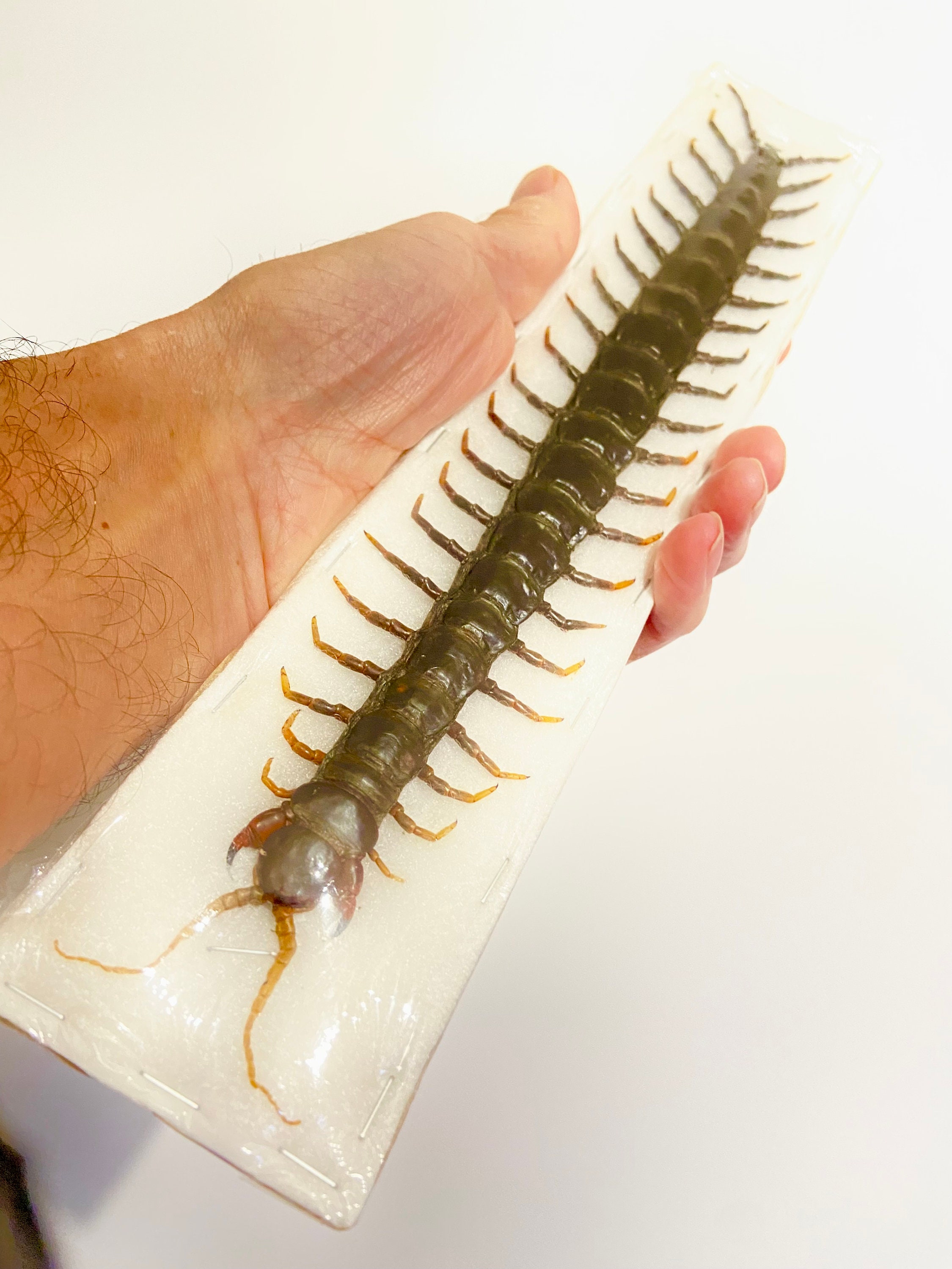 巨大ムカデ XXL (Scolopendra Dehani) 実物標本。ヤスデ。クモ。本物の