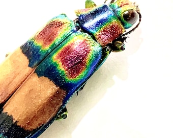 Chrysochroa fulgens. タマムシ。コガネムシ。タマムシ科。収集品