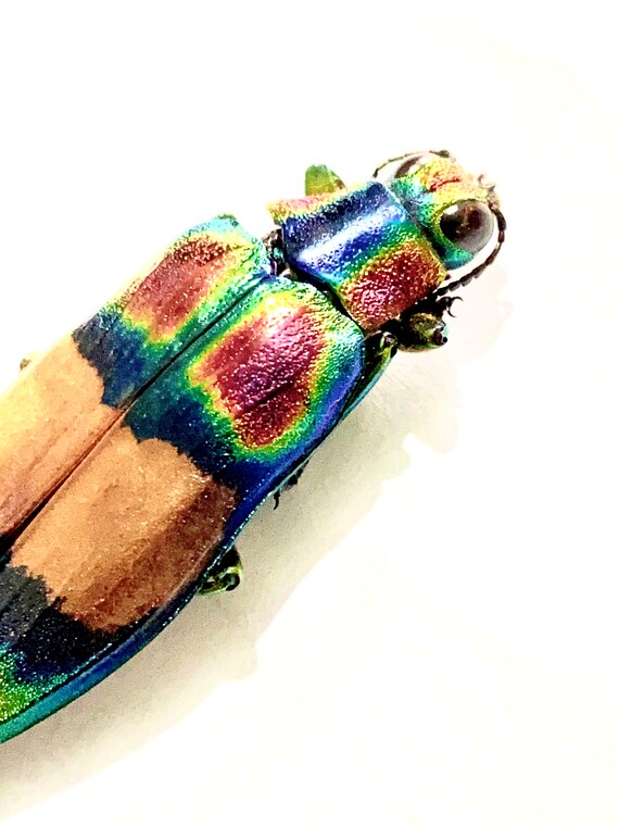 Chrysochroa fulgens. タマムシ。コガネムシ。タマムシ科。収集品