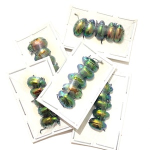 Puede incluir: Una colección de escarabajos verdes iridiscentes fijados y expuestos en marcos de plástico transparente sobre un fondo blanco.