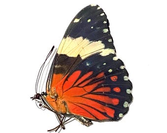 Red Cracker Butterfly. Hamadryas amphinime. specimen unframed, un-set folded wings. Insectsofbeauty