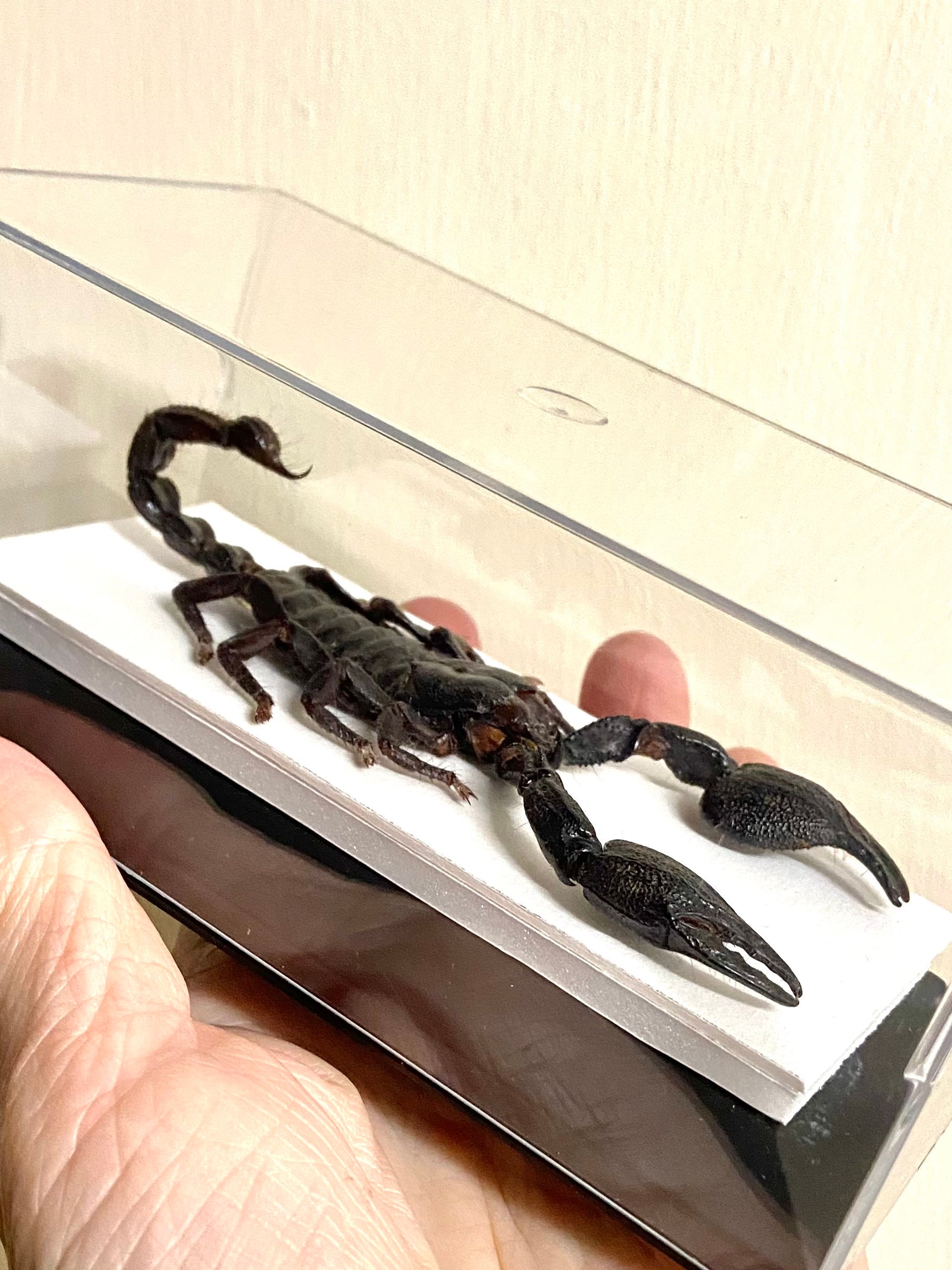 Scorpio Inset Scorpion in Display Case or Specimen Only. Real Specimen. Scorpio ...