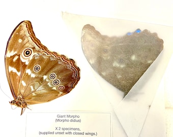 蝶 標本 Morpho didius Morpho didius 