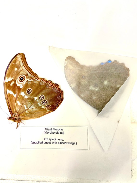 Morpho Didius X 2 Folded Papered Specimens. - Etsy