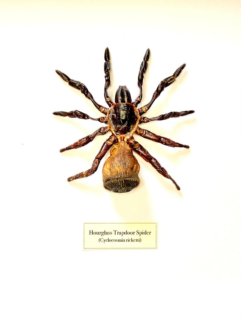 Hourglass Trapdoor Spider Cyclocosmia ricketti framed image 1