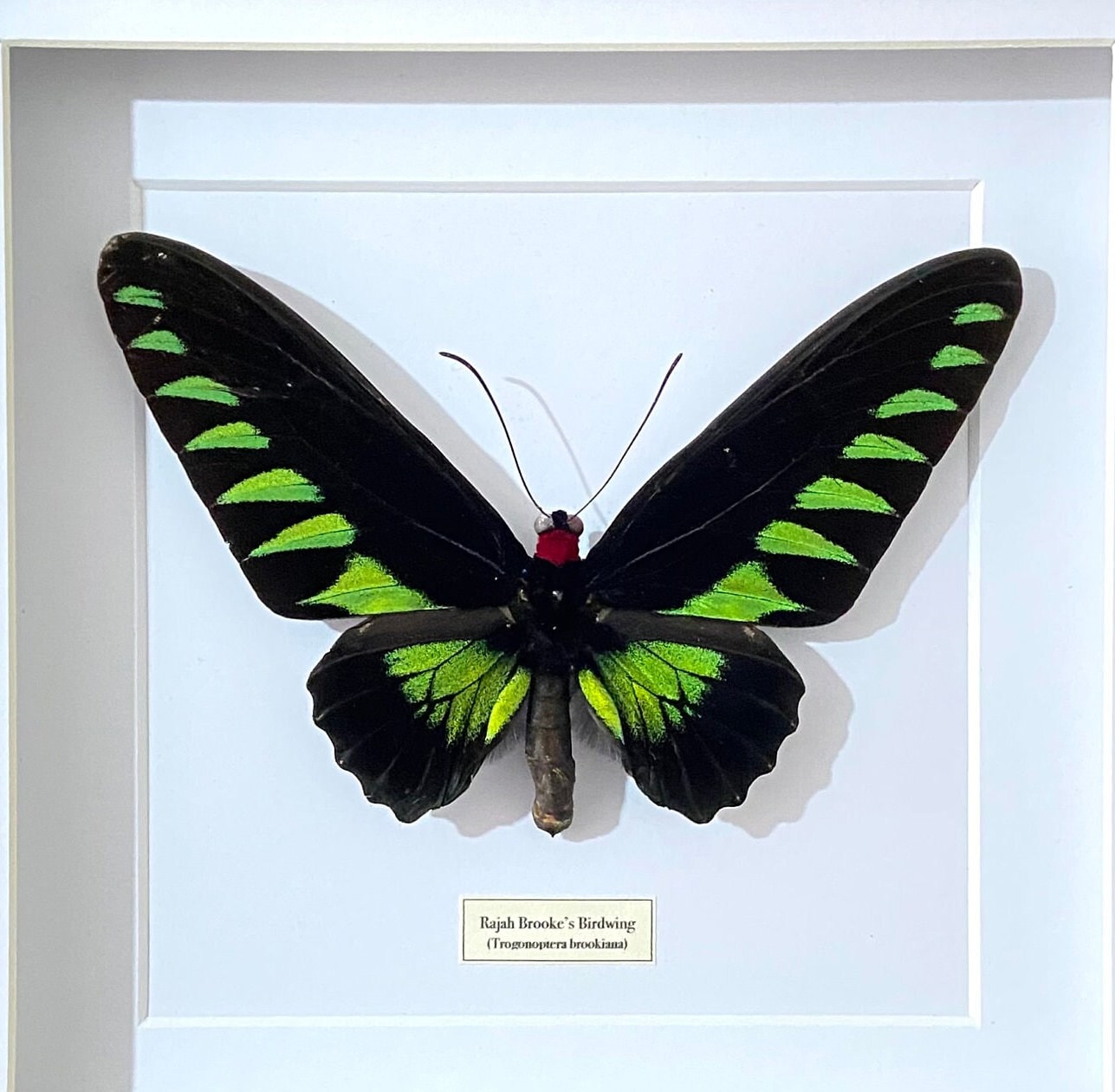Rajah Brooke's Butterfly. Trogonoptera Brookiana.. Butterfly. Moth