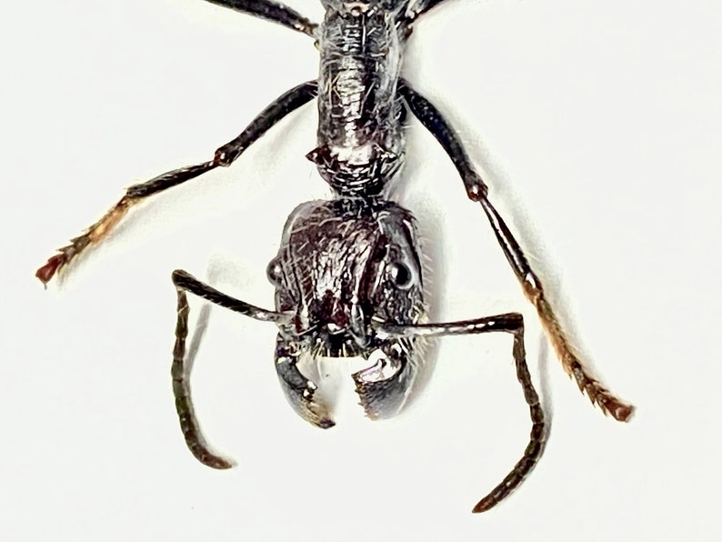 Bullet Ant (paraponera Clavata) Real Specimen, Un-framed. Ant. Insect ...