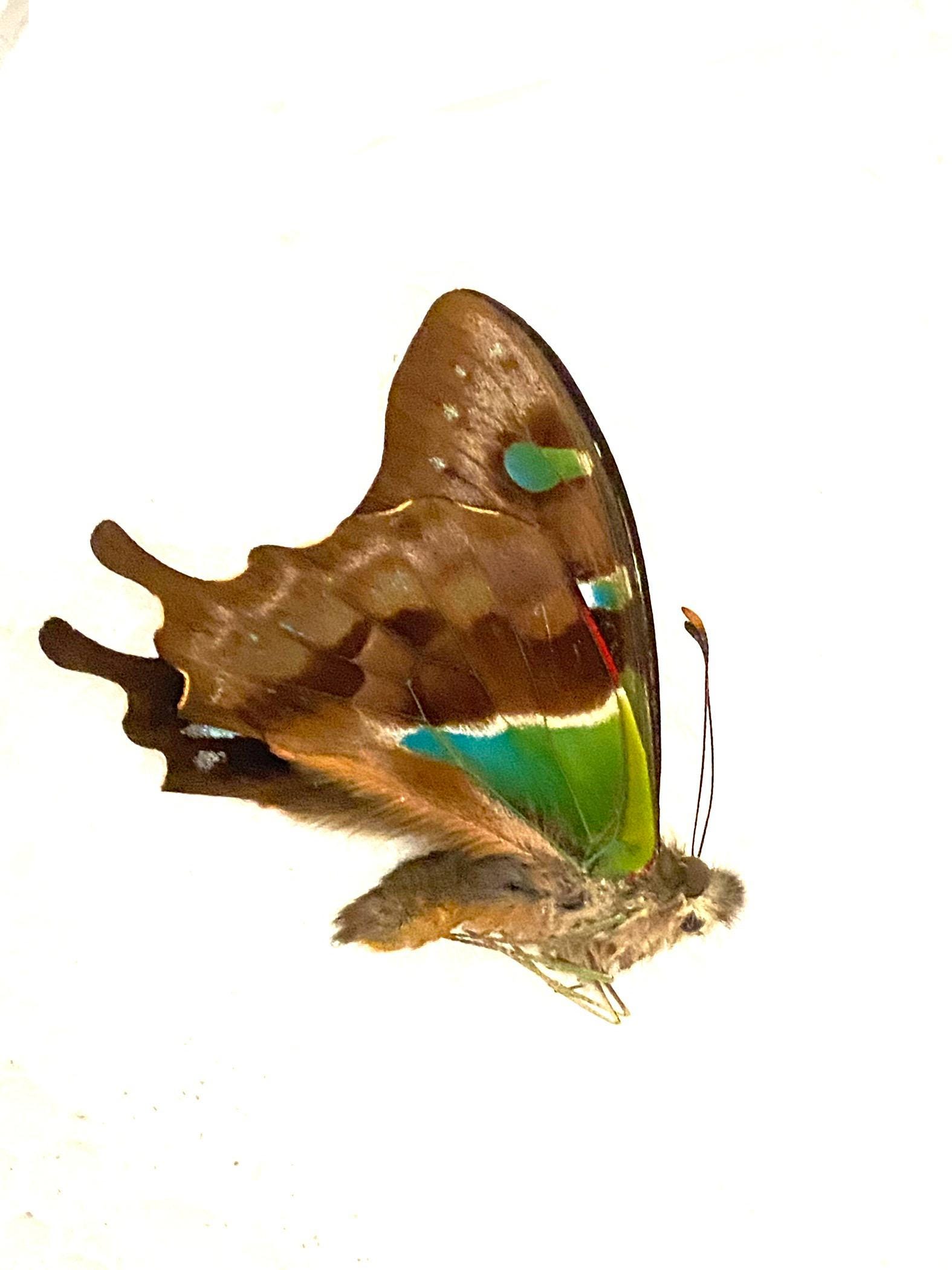 Angel's Wings 本物の蝶の標本 Graphium Stresemanni 本物の蝶。フレームなし、折り畳まれた羽根なし