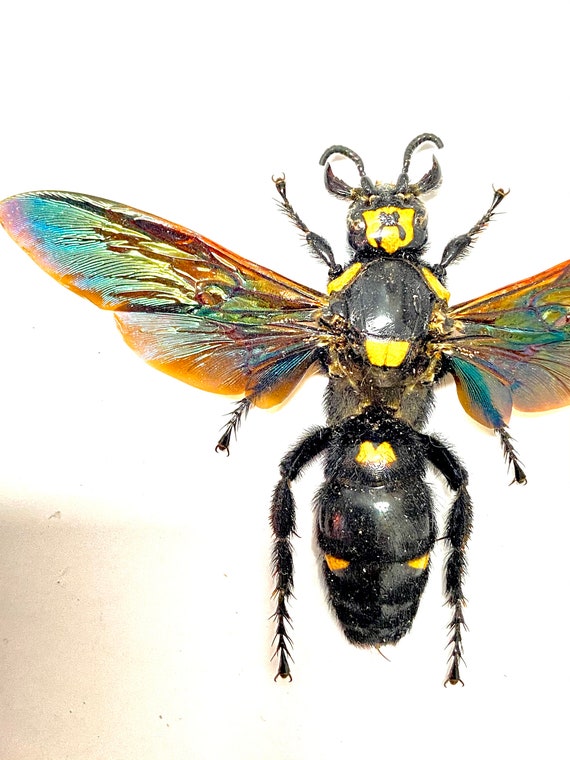 Giant Wasp,xxxl Megascolia Procer. Female. Real Specimen. - Etsy