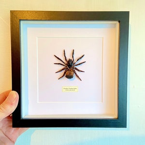 Hourglass Trapdoor Spider Cyclocosmia ricketti framed image 8