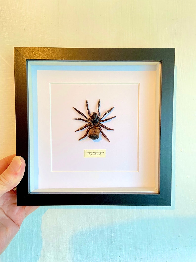 Hourglass Trapdoor Spider Cyclocosmia ricketti framed image 8