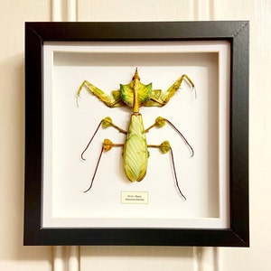 Devil’s Praying Mantis (Idolomantis diabolical) real framed specimen. mantis. mantid.insectsofbeauty. insect.real insect.insect specimen.