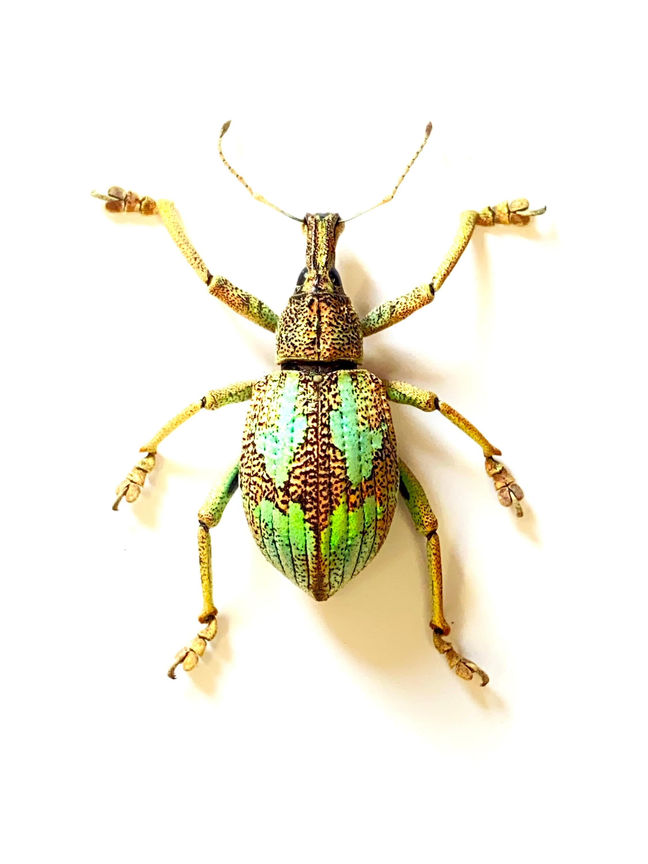 Bombardier beetle - Etsy 日本