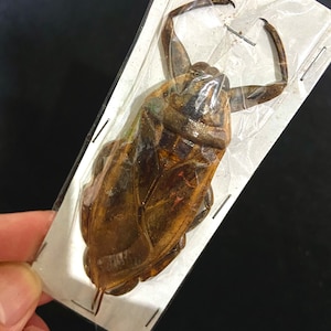 Toe Pincher Bug  (Lethocerus indicus) beetle. real insect.taxidermy. insectsofbeauty. bug. coleoptera. goth. oddities. specimen