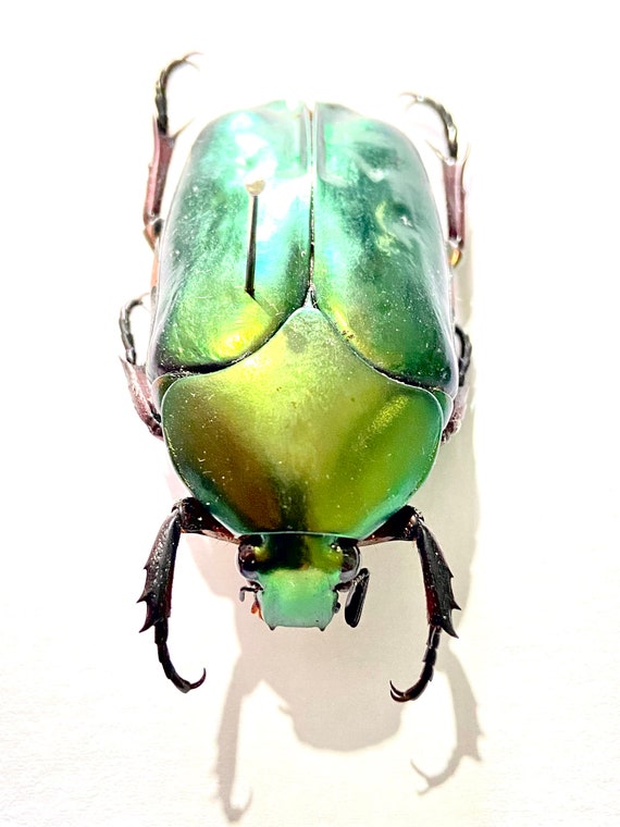 グラティオサムカシタマムシ 標本Stigmodera gratiosa？ Agestrata oricalcha..タマムシ。コガネムシ。タマムシ科。収集品