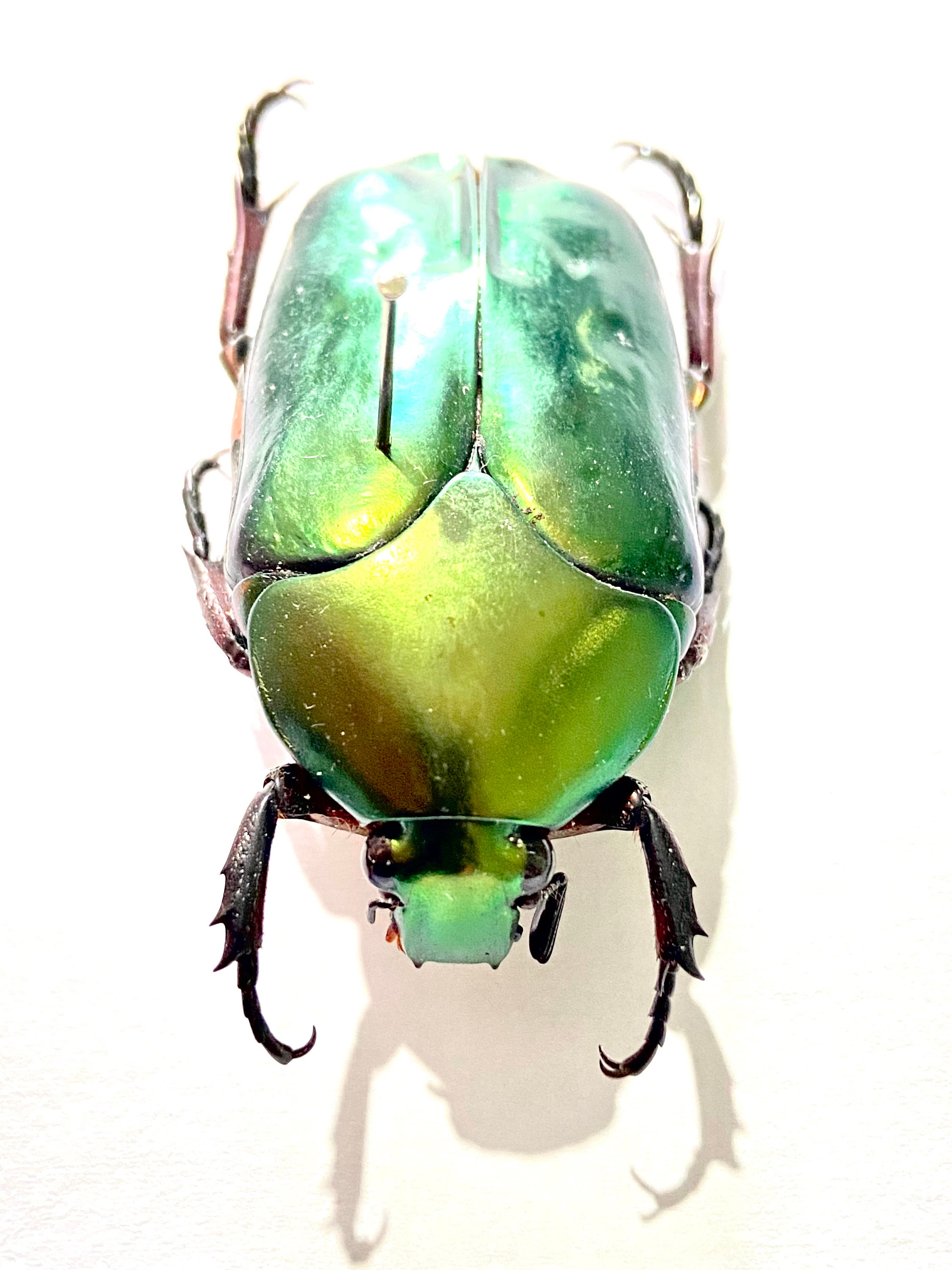 Agestrata oricalcha..タマムシ。コガネムシ。タマムシ科。収集