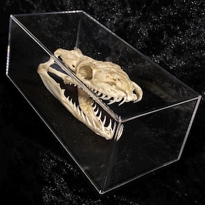 May include: A white snake skull with sharp teeth is displayed in a clear acrylic box. The skull is positioned with its mouth open, revealing the rows of teeth.