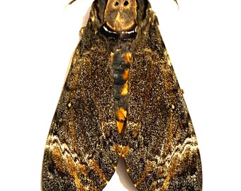 デスヘッドホークモスレッサー（Acherontia Styx）A1 標本のみ