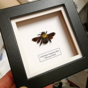 May include: A framed insect specimen of a Gold Spot Carpenter Bee (Xylocopa confusa) with a black and yellow body. The bee is mounted on a white background with a label identifying the species.