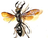 スズメバチの王（メガラ・ガルーダ）実物標本。スズメバチ。ハチ