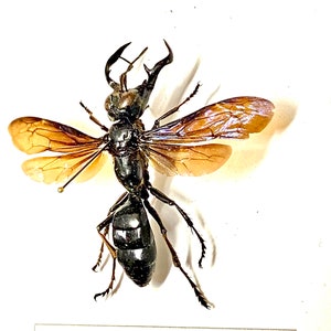 スズメバチの王 (メガラ ガルーダ) の実物標本。スズメバチ。ハチ