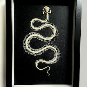 May include: A framed artwork displaying a snake skeleton on a black backdrop. The snake's skeleton is cream-coloured, with detailed vertebrae and ribs. The frame is a plain black rectangle, providing a strong contrast to the artwork.