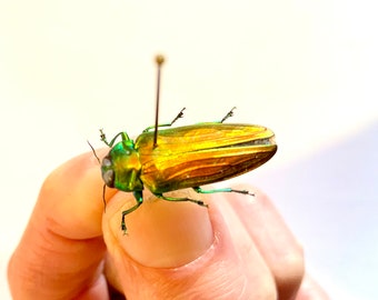 レインボー ジュエル ビートル。Belionata sumptuosa。タマムシ科