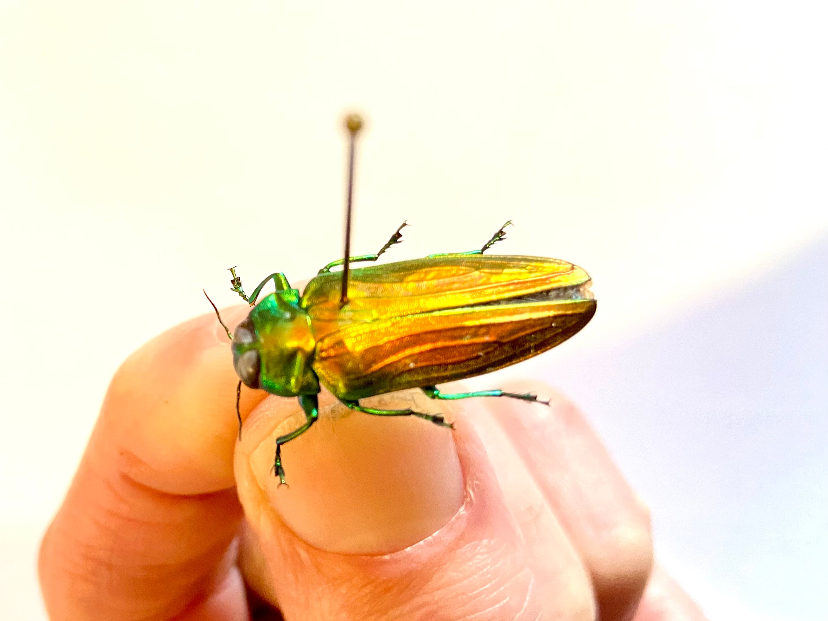 レインボー ジュエル ビートル。Belionata sumptuosa。タマムシ科