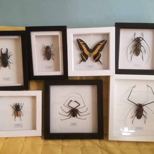 ガルーダキババチ　標本 昆虫館Bar Species on X: 