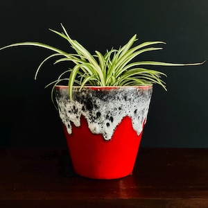 May include: A striking red ceramic plant pot with a distinctive black and white textured rim. The pot holds a green and white spider plant. The pot is on a dark brown surface against a dark background.