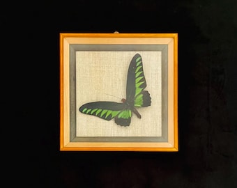 Vintage Framed Raja Brookes Butterfly