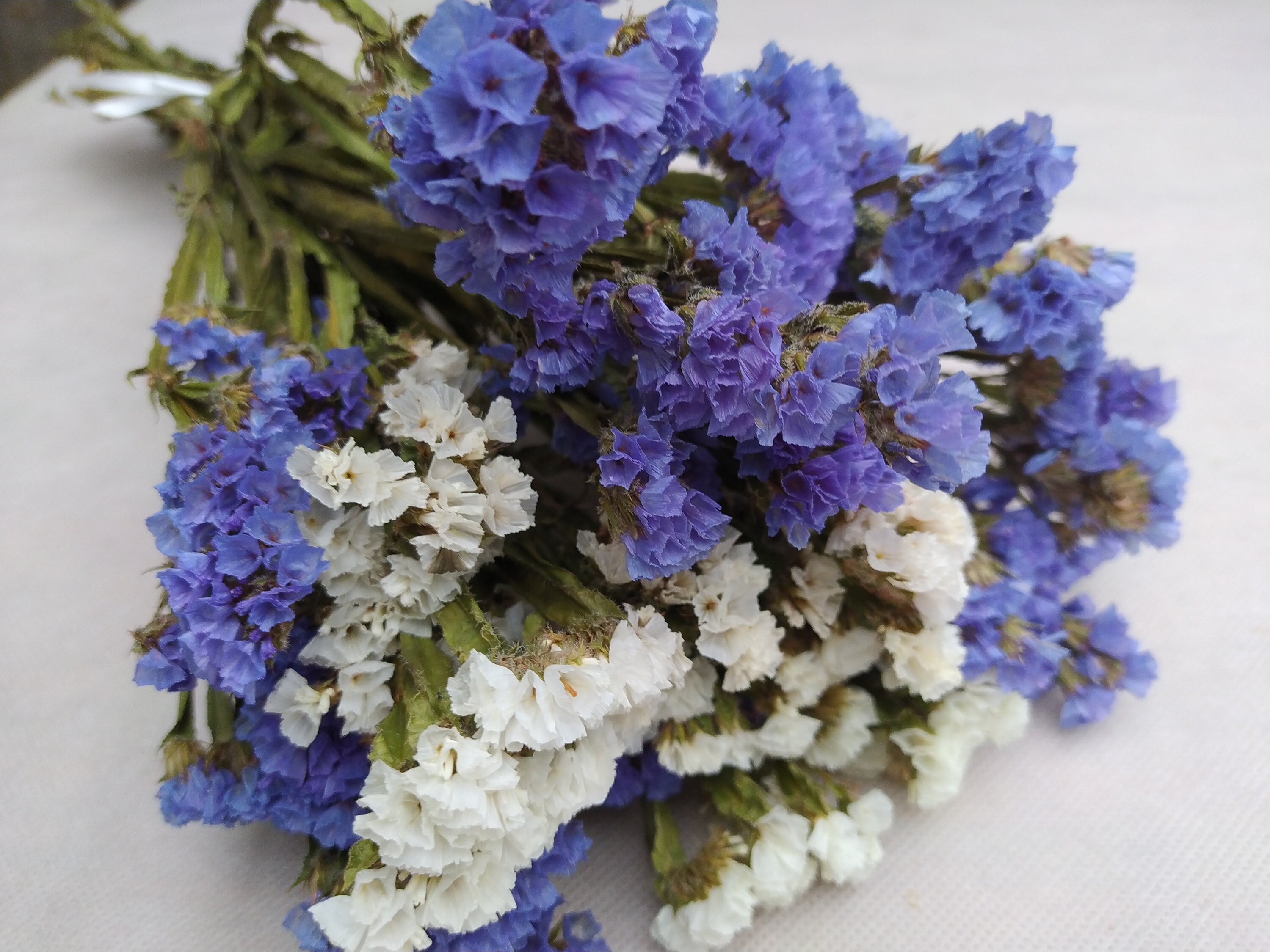 Dried statice blue and white dried limonium dried statice Etsy