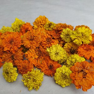 Peut inclure: Une collection de fleurs de souci s&eacute;ch&eacute;es dans des tons d'orange et de jaune. Les fleurs sont dispos&eacute;es en un tas l&acirc;che, avec quelques p&eacute;tales qui se chevauchent.