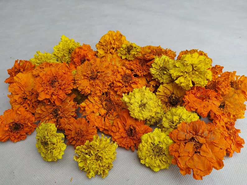 Peut inclure: Une collection de fleurs de souci s&eacute;ch&eacute;es dans des tons d'orange et de jaune. Les fleurs sont dispos&eacute;es en un tas l&acirc;che, avec quelques p&eacute;tales qui se chevauchent.