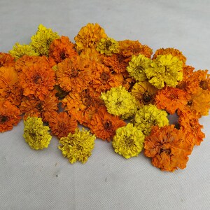 Peut inclure: Une collection de fleurs de souci s&eacute;ch&eacute;es dans des tons d'orange et de jaune. Les fleurs sont dispos&eacute;es en un groupe l&acirc;che, avec quelques p&eacute;tales qui tombent.