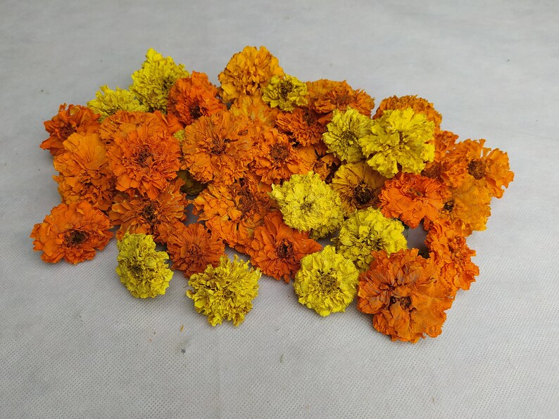 Peut inclure: Une collection de fleurs de souci s&eacute;ch&eacute;es dans des tons d'orange et de jaune. Les fleurs sont dispos&eacute;es en un groupe l&acirc;che, avec quelques p&eacute;tales qui tombent.